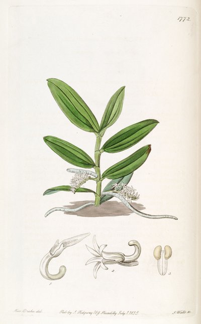 Campylocentrum micranthum (als syn. Angraecum micranthum) von Miss Drake